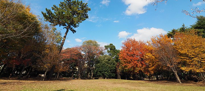 紅葉２